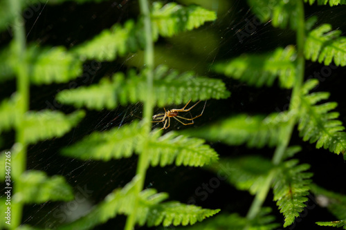 Spider dangles from a feathery fern leaf that has been lit by the sun © ecummings00
