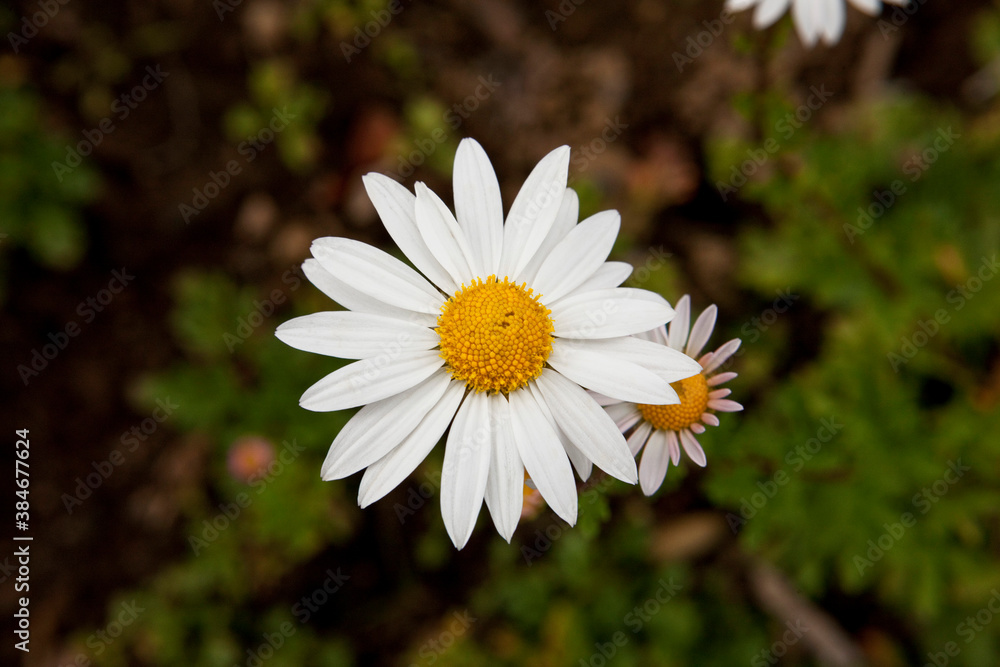 Close up of White Chrysanthemum zawadskii Close up of White Chrysanthemum zawadskii