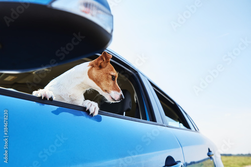 Dog looking out of car window. © Lazy_Bear