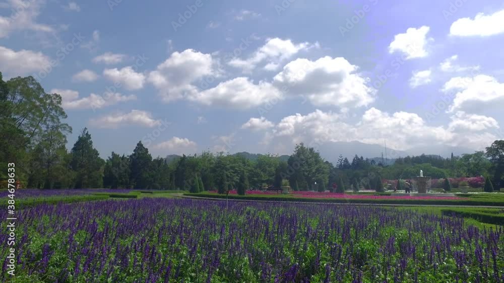 a beautiful blue sky and a flower a beautiful blue sky and a flower