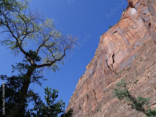 Medium close up shot of a tree cropping up in between deep canyons and rocky cliffs Zion National Park, Utah.