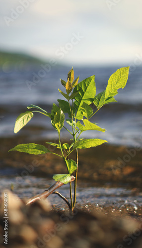 Plant by Lake
