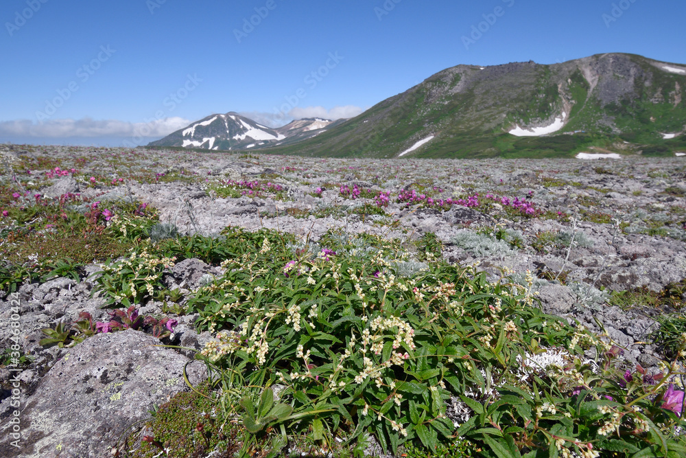 Fototapeta premium ヒメイワタデと白雲岳(北海道・大雪山)