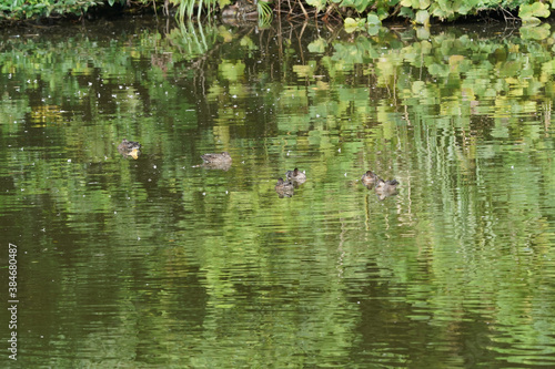 duck in the pond