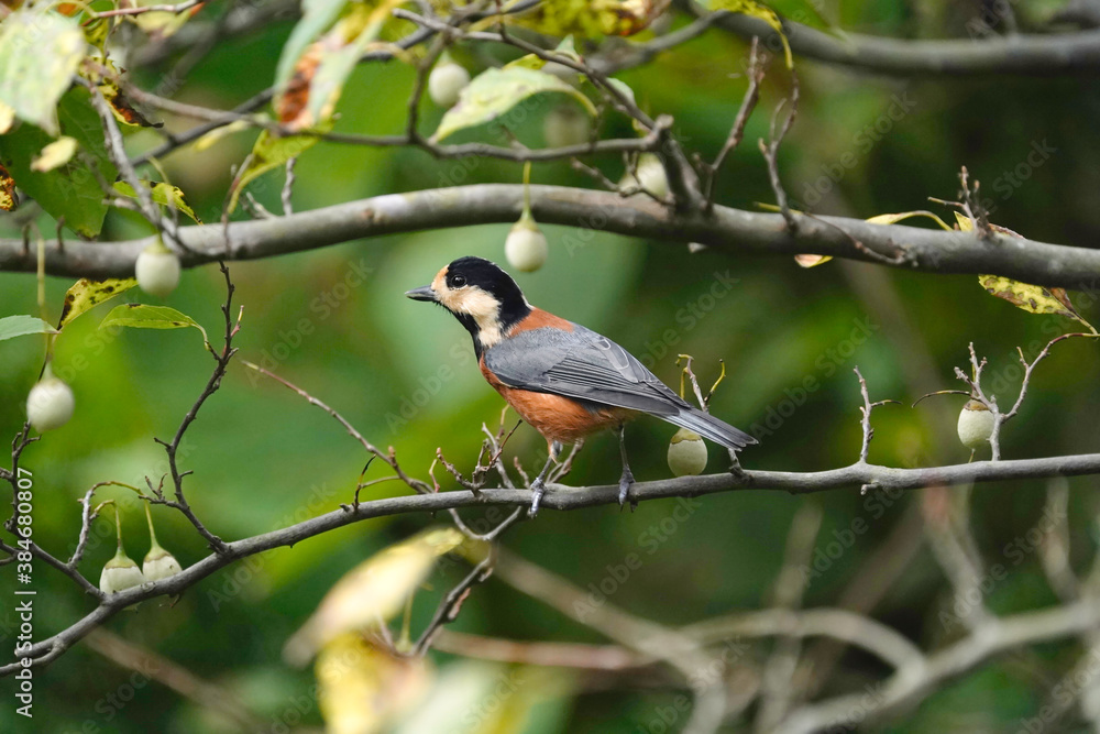 varied tit on branch varied tit on branch