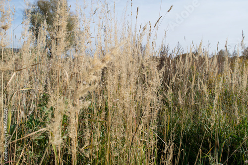 Natural autumn background dry Grass Spikelets in the Meadow
