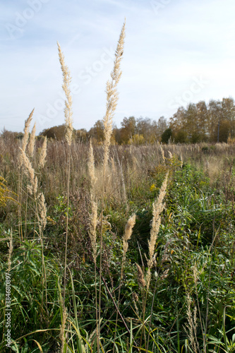 Natural autumn background dry Grass Spikelets in the Meadow