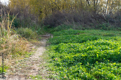 Natural background meadow, dirt track and trees