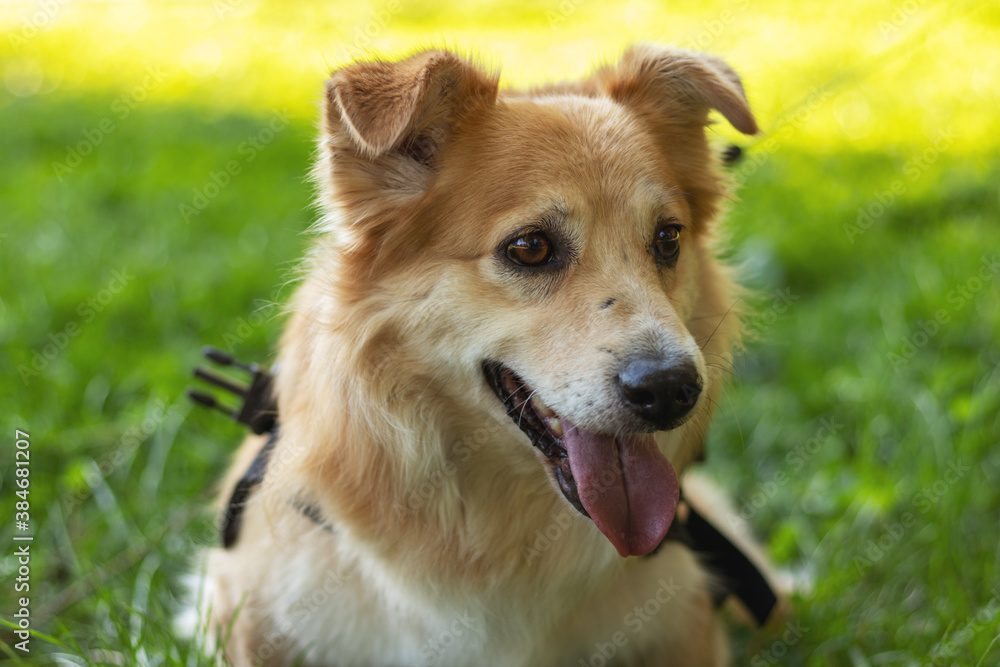 Portrait of beautiful dog on a green sunny lawn. Soft focus, blurred background. Portrait of beautiful dog on a green sunny lawn. Soft focus, blurred background.
