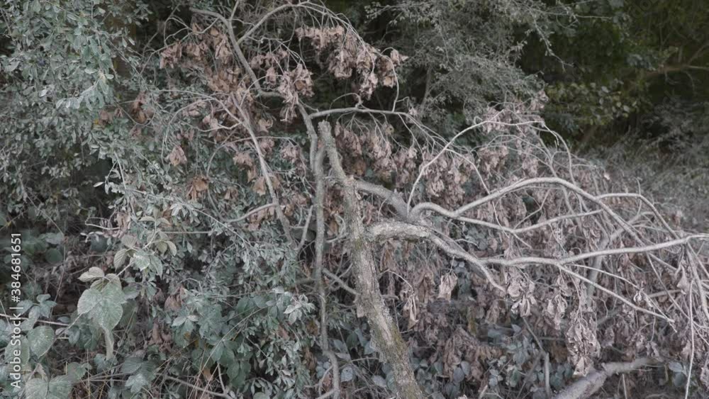 Pile of cut tree branches, shrubbery, medium shot, right to left camera movement Pile of cut tree branches, shrubbery, medium shot, right to left camera movement