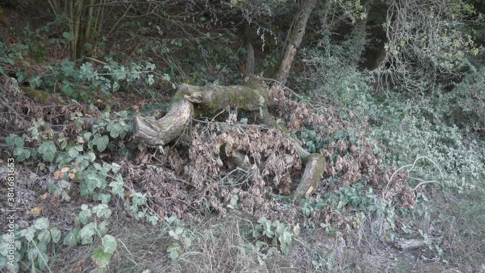 Dusty roadside plants and trees, cut down oak tree, static shot, medium long shot Dusty roadside plants and trees, cut down oak tree, static shot, medium long shot