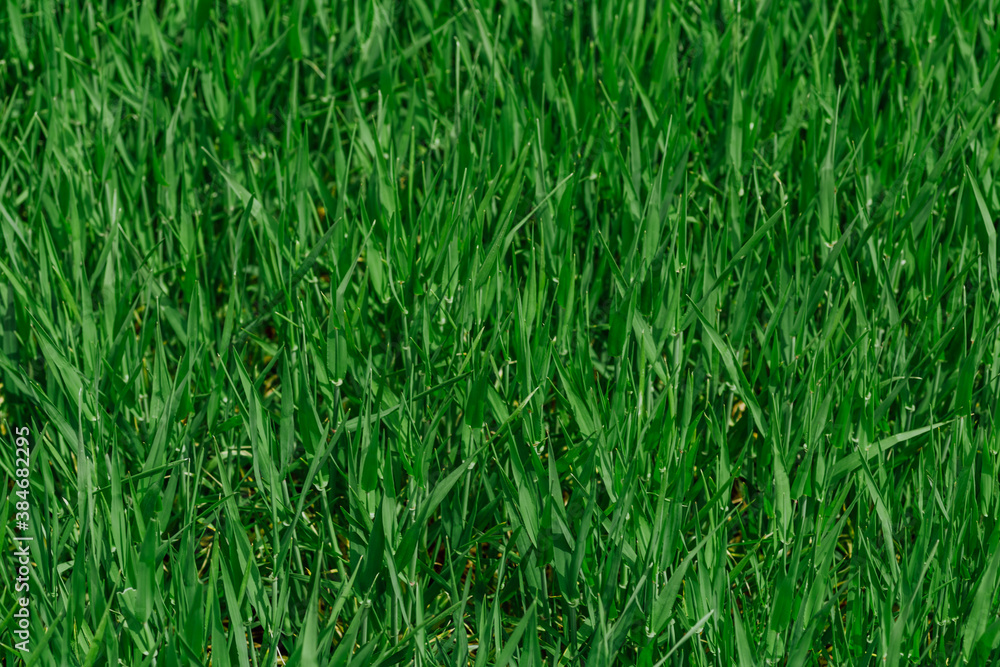 Obraz premium Fresh green grass in sunny day. Natural background