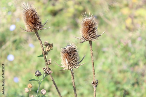 thistle in the field