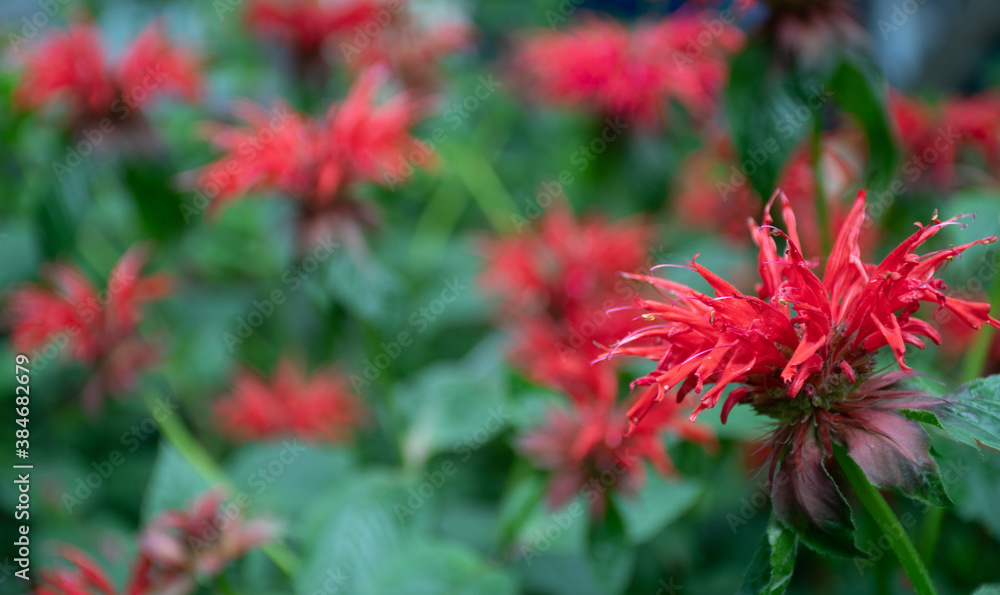 Many unusual red flowers under the scientific name 