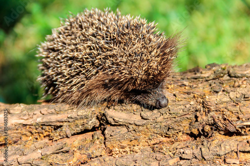 Young European hedgehog  Erinaceus europaeus  on a log