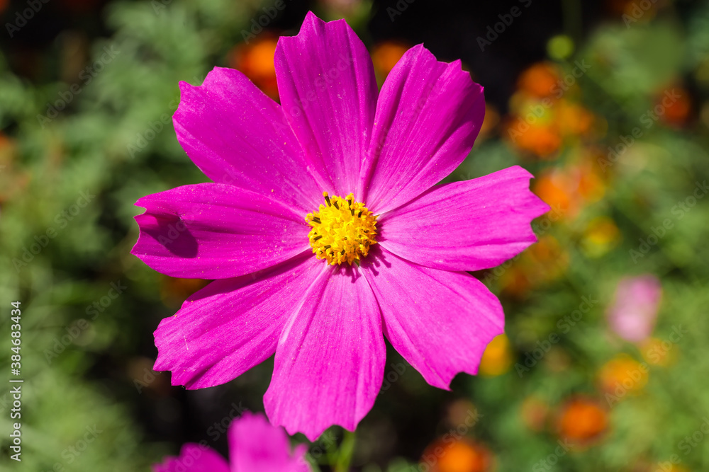 Pink cosmos flower on flower bed close-up