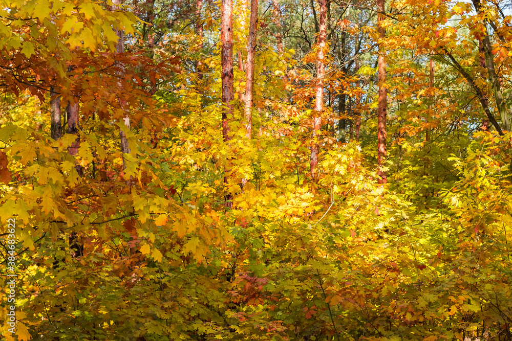 Fragment of the autumn forest in sunny day Fragment of the autumn forest in sunny day