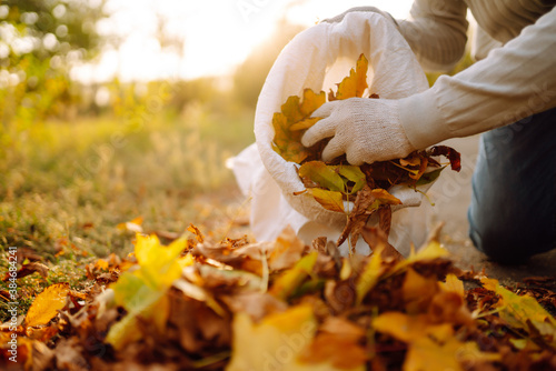 Fototapeta Naklejka Na Ścianę i Meble -  Close up of a male hand volunteer collects and grabs a small pile of yellow red fallen leaves in the autumn park. Volunteering, cleaning, and ecology concept.