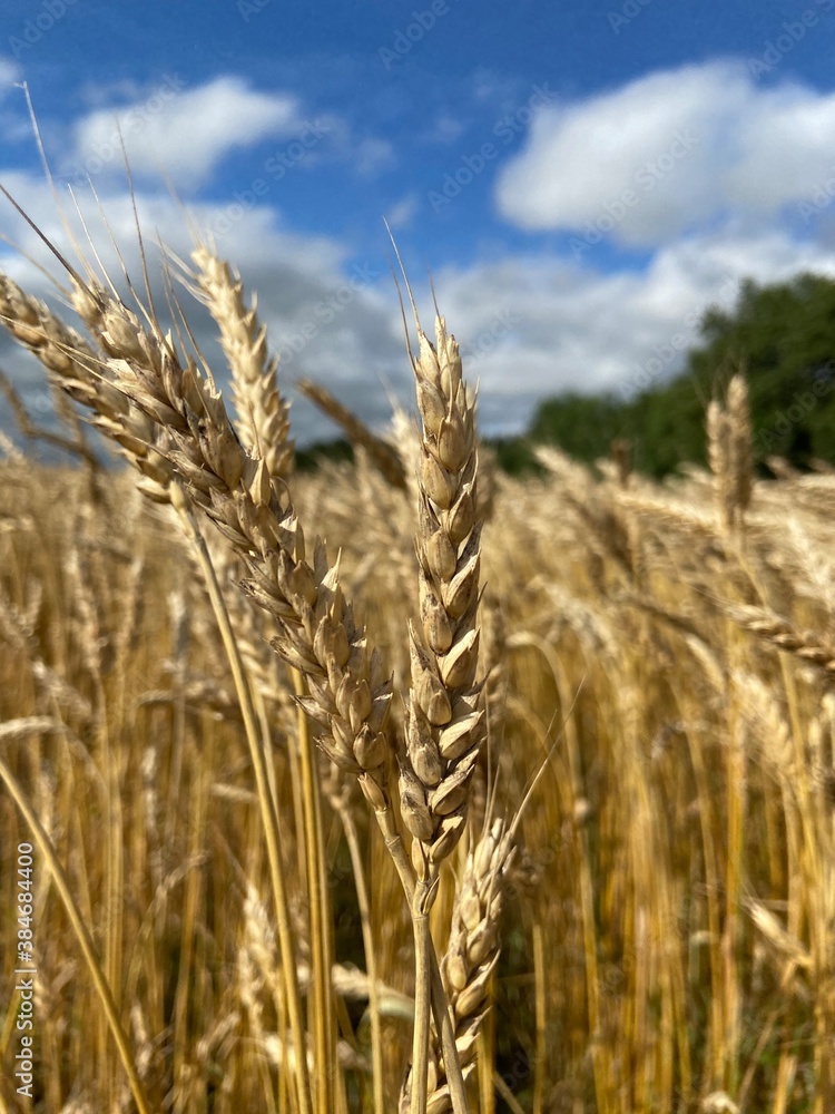 field of wheat field of wheat