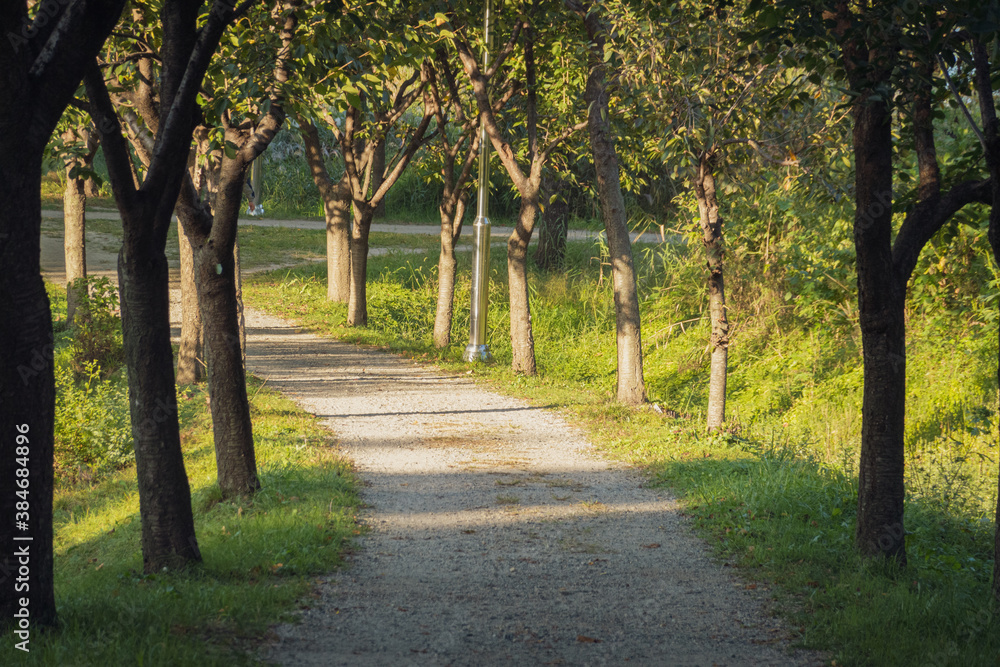 Naklejka premium Walkway Lane Path With Green Trees in Forest.