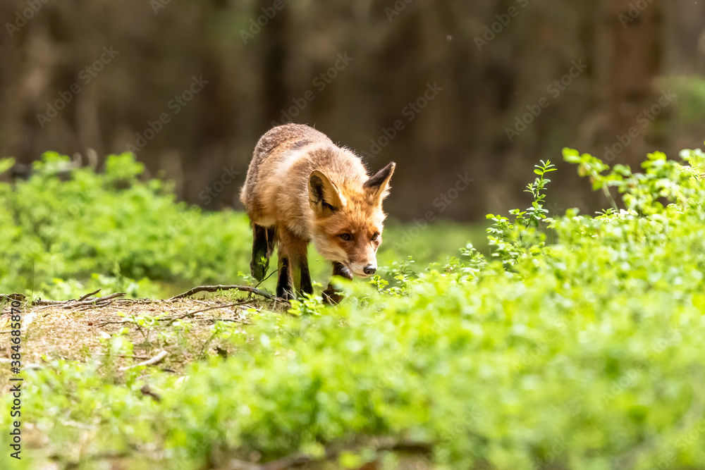 Red Fox. The species has a long history of association with humans.The red fox is one of the most important furbearing animals harvested for the fur trade. Largest of the true foxes