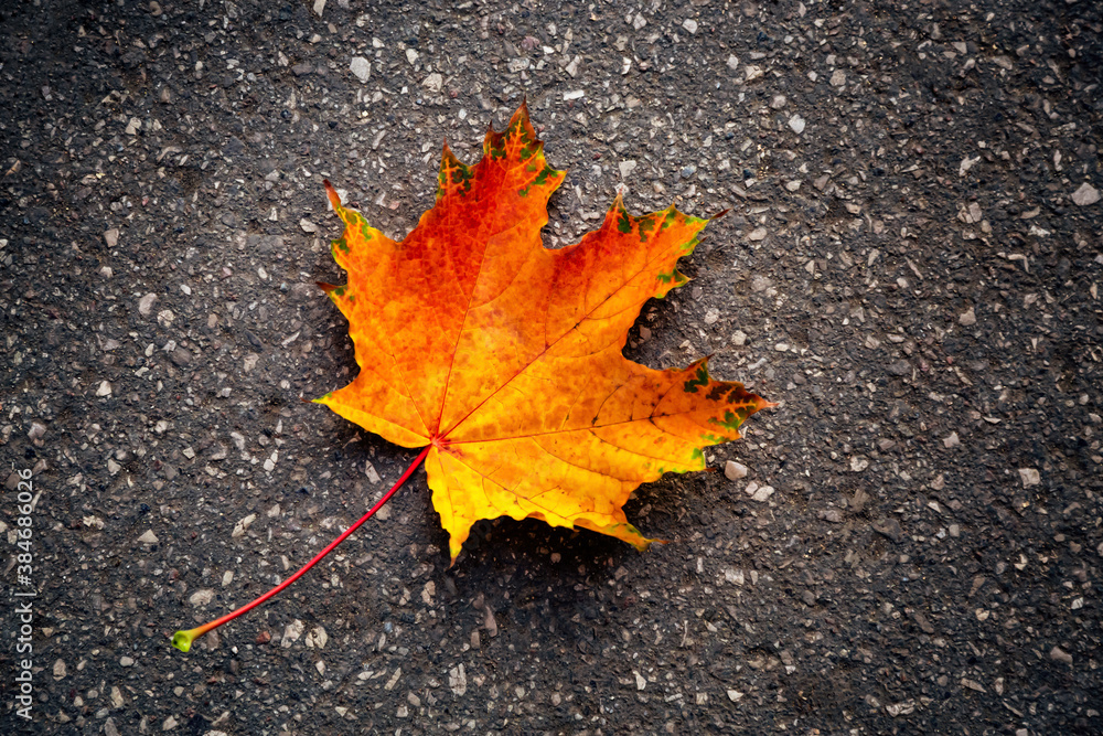 Autumn background one lonely colorful maple leaf of red orange yellow fall foliage on the road on dark asphalt in September October November fall season with copy space Autumn background one lonely colorful maple leaf of red orange yellow fall foliage on the road on dark asphalt in September October November fall season with copy space