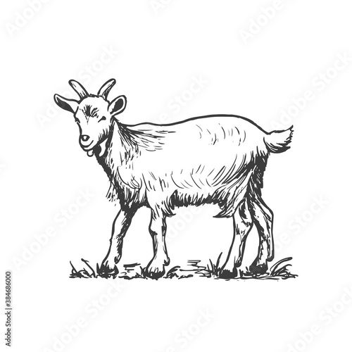 Goat, farm animal. Vector hand drawn sketch style illustration.