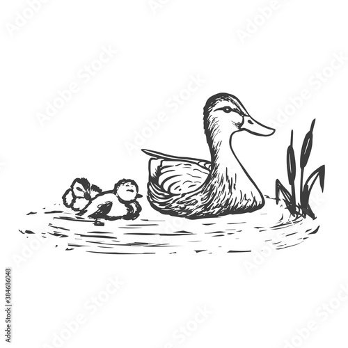 Floating duck with ducklings. Vector hand drawn sketch style illustration.