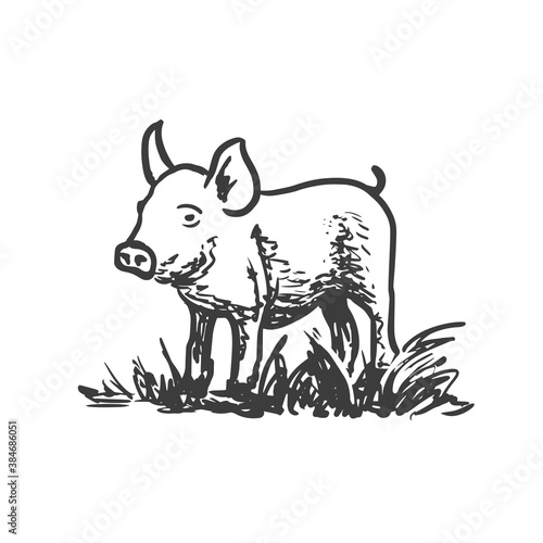 Piglet, little pig. Vector hand drawn sketch style illustration.