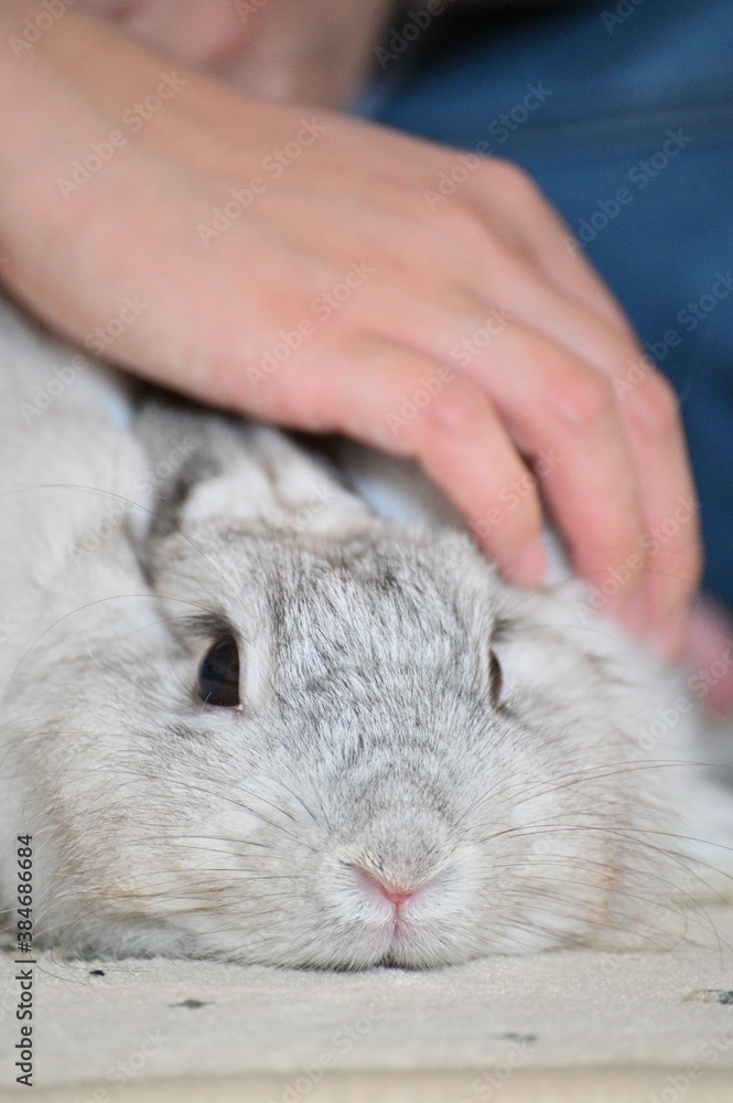 rabbit in hand rabbit in hand
