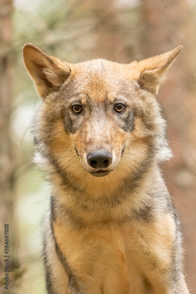 Lone wolf running in autumn forest Czech Republic