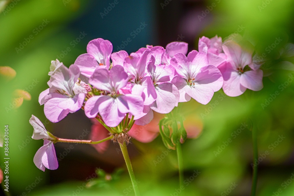 Fototapeta premium 梅雨の時期にキラキラと生き生きと花を咲かせる薄紅色のアジサイの花