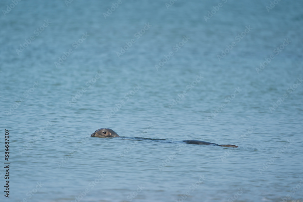 Fototapeta premium One Grey Seal, Halichoerus grypus. Swimming in the sea with head above water