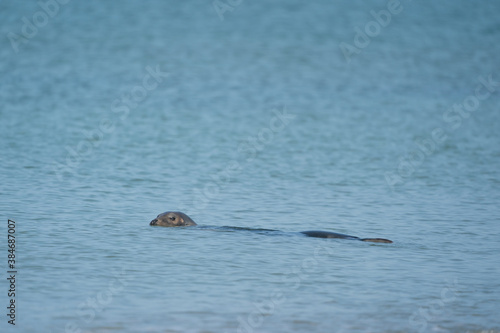 One Grey Seal, Halichoerus grypus. Swimming in the sea with head above water © Dasya - Dasya