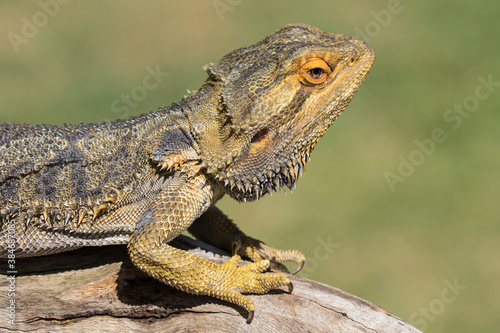 Central Bearded Dragon basking on a log © Ken Griffiths