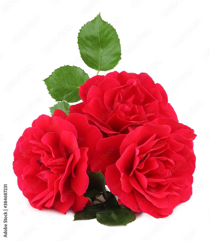 Red roses isolated on white background Red roses isolated on white background