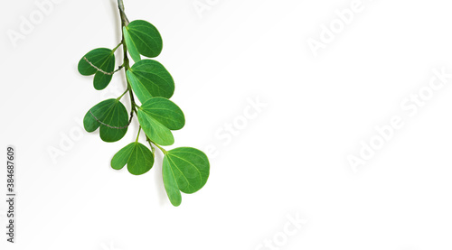 The leaves of the Apta tree, whose scientific name is Bauhinia racemosa, play a significant part during Dussehra celebration in India. Isolated branch of Apte leaves on white background. © Telsa