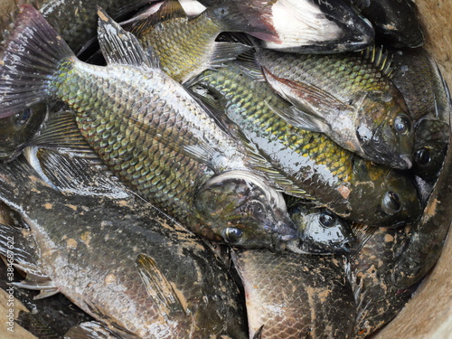Group of Blackchin tilapia fishes in a container, Alien species of fish in Thailand photo