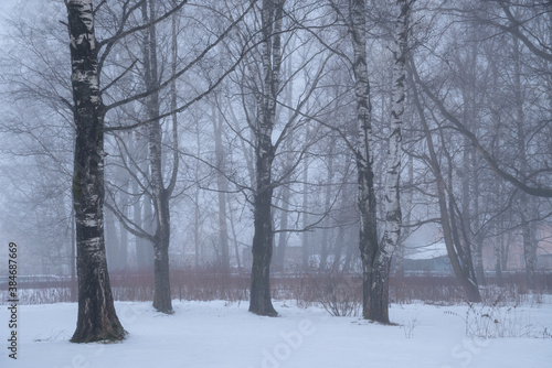 foggy morning in a city Park in winter © smolskyevgeny