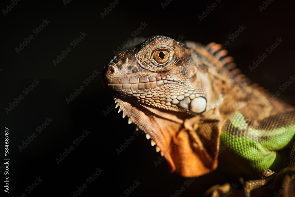 Close up macro shot of South America iguana against black background Close up macro shot of South America iguana against black background