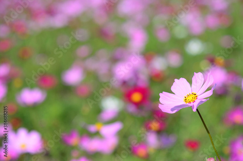 コスモスの花