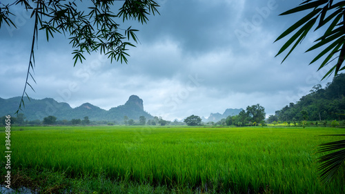 Paddy Rice Field Plantation in rainy season Landscape