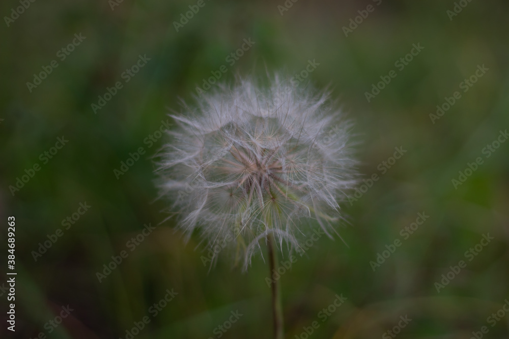 Puffball of Dandelion Flower On Light Green Color Background Puffball of Dandelion Flower On Light Green Color Background