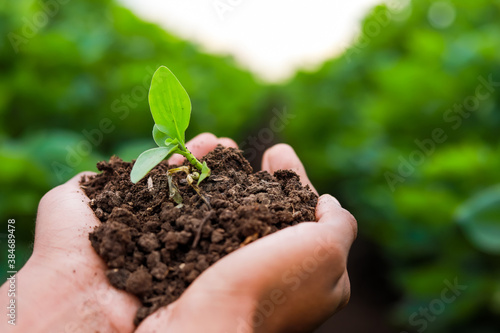 Farmer hand holding young plant with soil