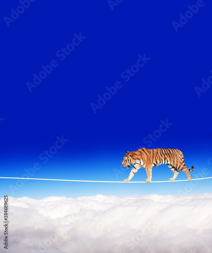 Tiger walking on a rope on the blue sky background
