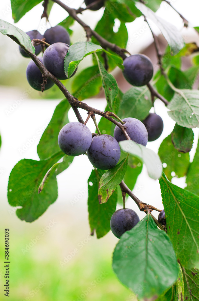 A branch of thorn with berries. Plum berries on a branch. Bunch of grapes. Ripe berries. A branch of thorn with berries. Plum berries on a branch. Bunch of grapes. Ripe berries.