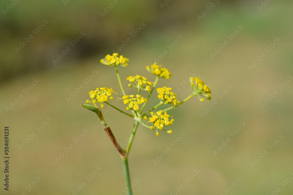 Common fennel Common fennel