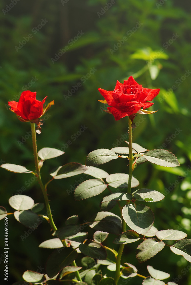 Beautiful red rose in the garden, Beautiful red rose in the garden,