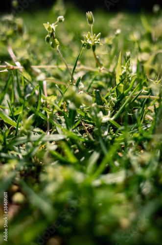 Green grass in the sunlight