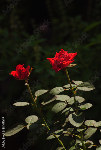 Beautiful red rose in the garden,
